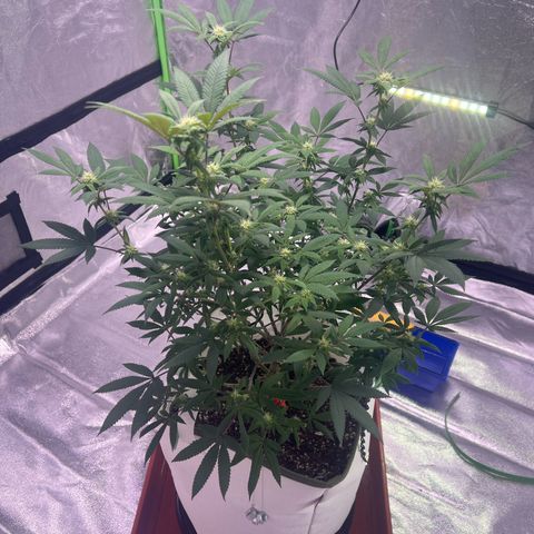 LA in Violet growlog timeline photo