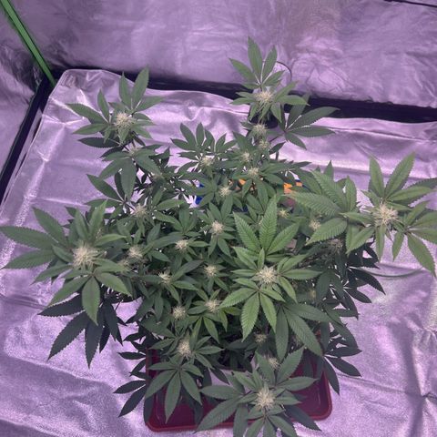 LA in Violet growlog timeline photo