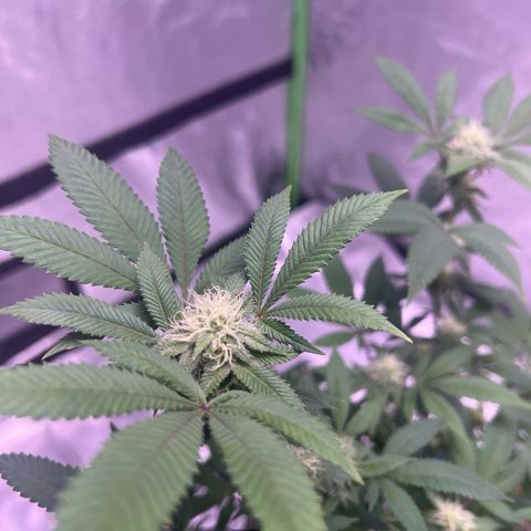 LA in Violet growlog timeline photo
