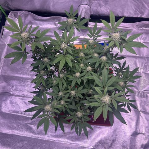 LA in Violet growlog timeline photo