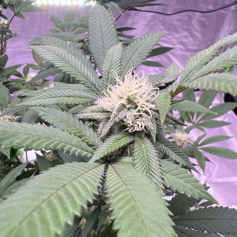 LA in Violet growlog timeline photo
