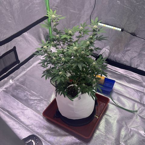 LA in Violet growlog timeline photo