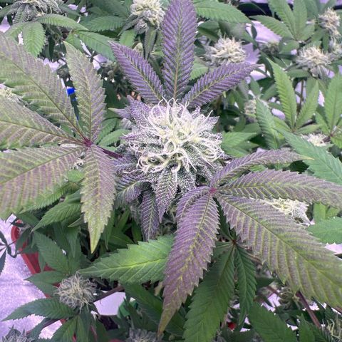 LA in Violet growlog timeline photo