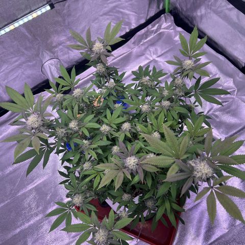 LA in Violet growlog timeline photo