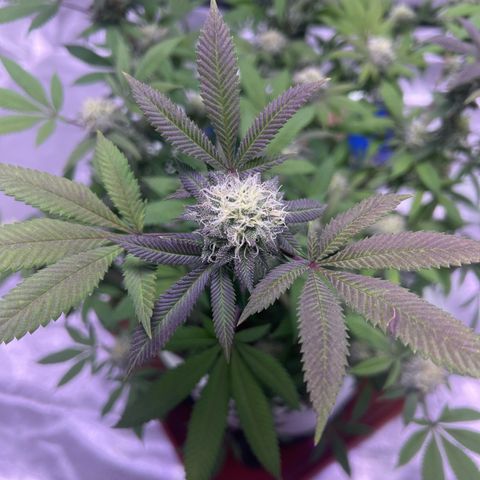 LA in Violet growlog timeline photo
