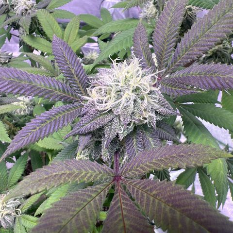 LA in Violet growlog timeline photo