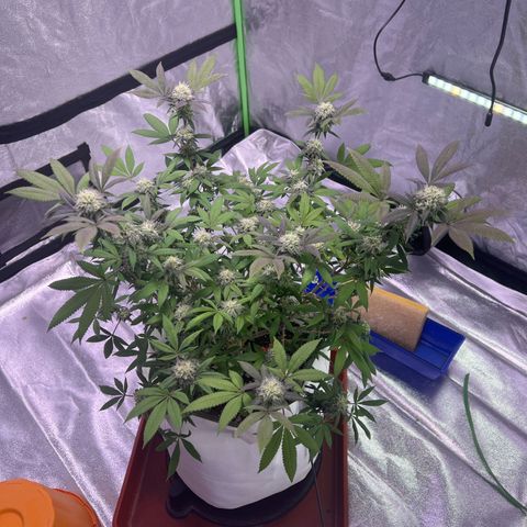 LA in Violet growlog timeline photo