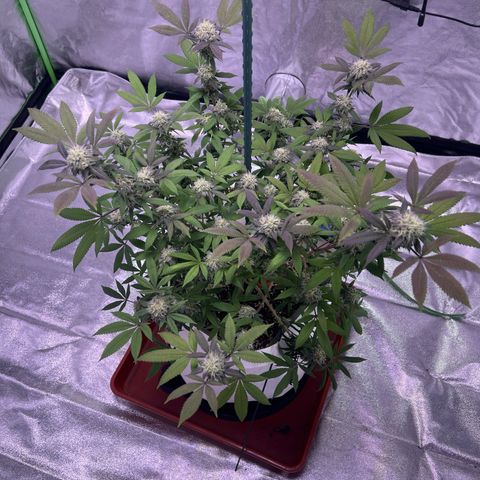 LA in Violet growlog timeline photo