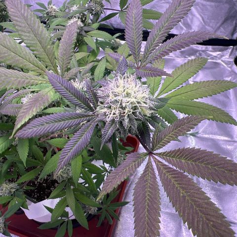 LA in Violet growlog timeline photo