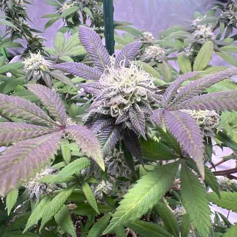 LA in Violet growlog timeline photo