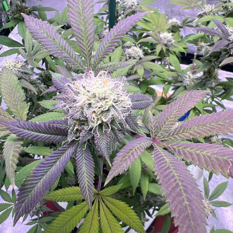 LA in Violet growlog timeline photo
