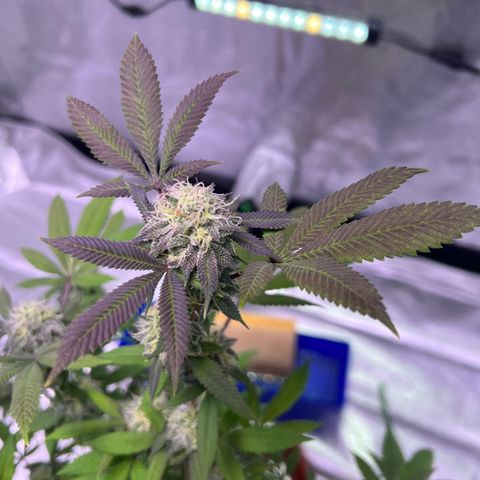 LA in Violet growlog timeline photo