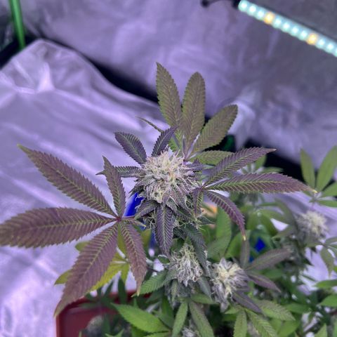 LA in Violet growlog timeline photo