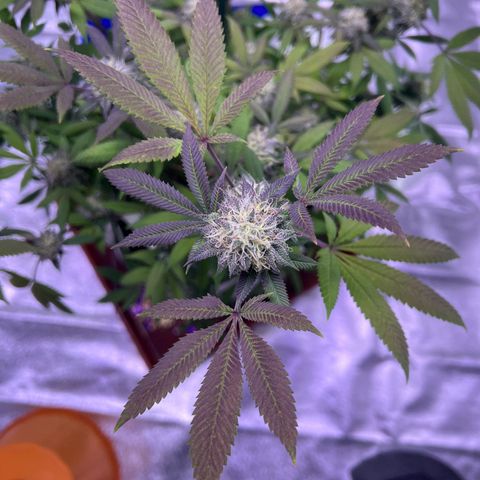 LA in Violet growlog timeline photo