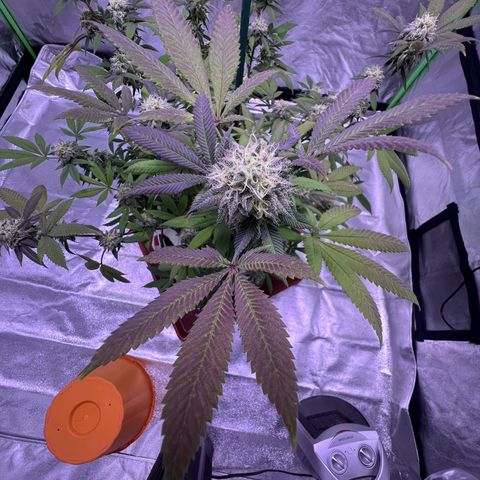 LA in Violet growlog timeline photo