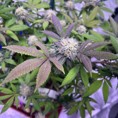 LA in Violet growlog timeline photo