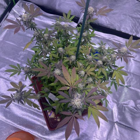 LA in Violet growlog timeline photo