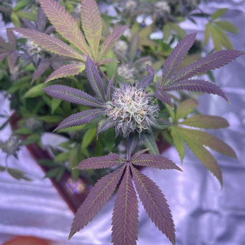LA in Violet growlog timeline photo