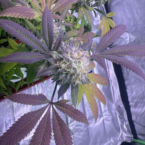 LA in Violet growlog timeline photo