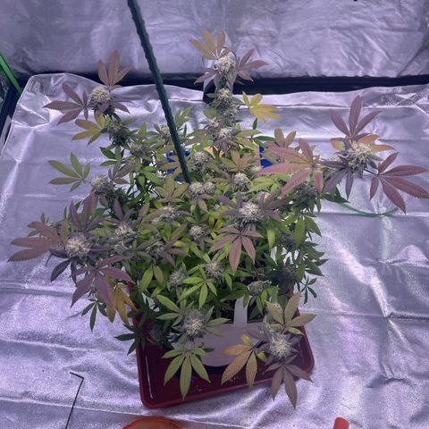 LA in Violet growlog timeline photo