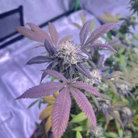 LA in Violet growlog timeline photo