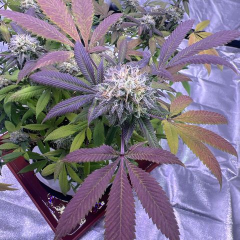 LA in Violet growlog timeline photo