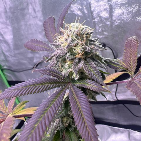 LA in Violet growlog timeline photo