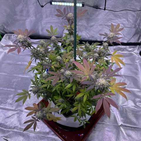 LA in Violet growlog timeline photo