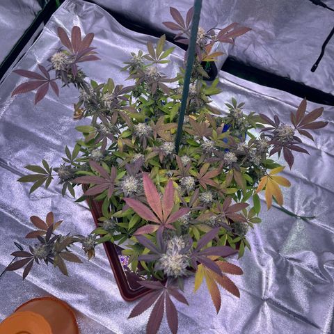 LA in Violet growlog timeline photo