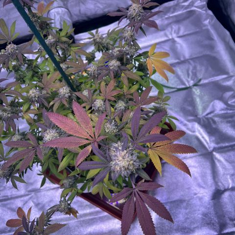LA in Violet growlog timeline photo