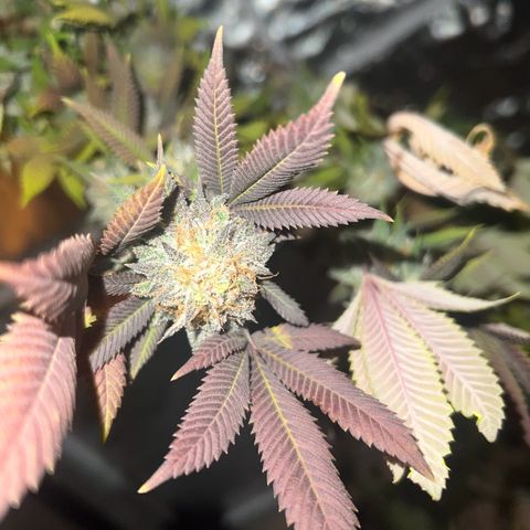 LA in Violet growlog timeline photo