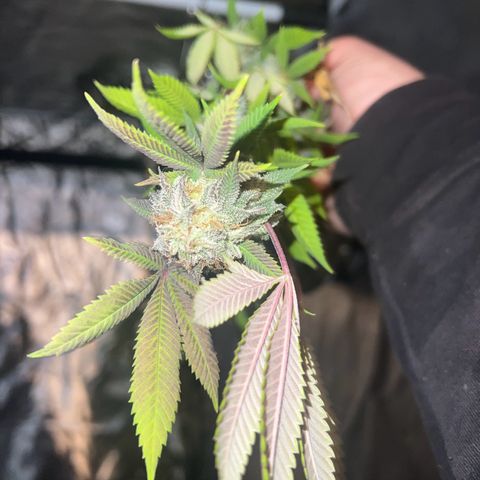 LA in Violet growlog timeline photo