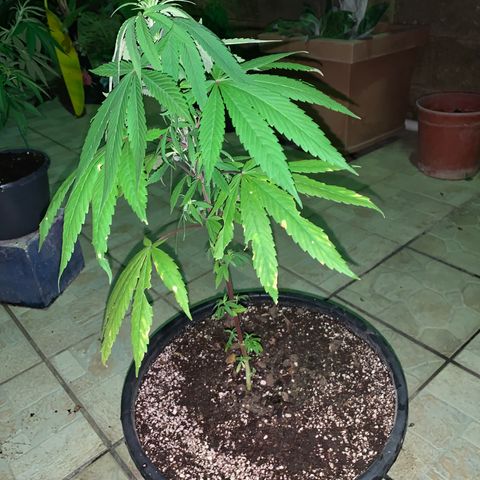 Bruce Marley #2 growlog timeline photo