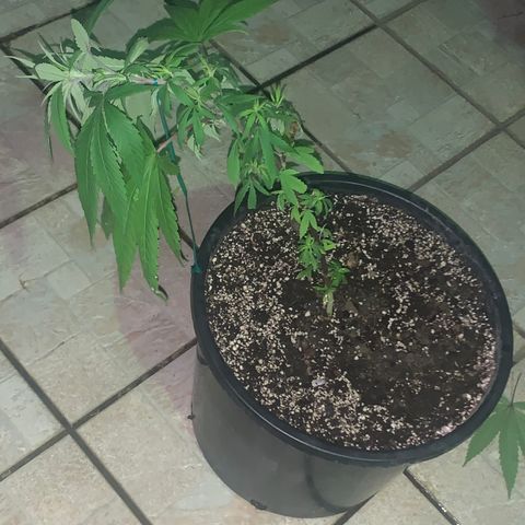 Bruce Marley #2 growlog photo: Training