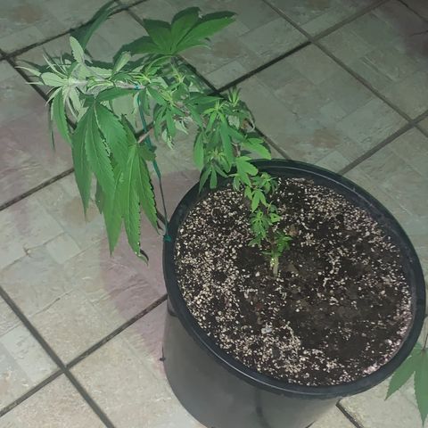 Bruce Marley #2 growlog timeline photo
