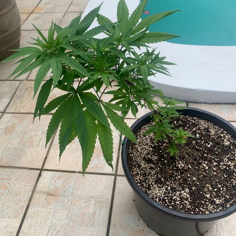 Bruce Marley #2 growlog photo: All nodes facing up. Recovered from Trinidad and training