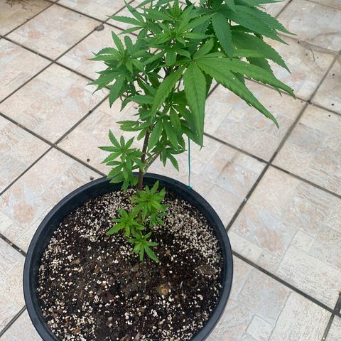 Bruce Marley #2 growlog timeline photo