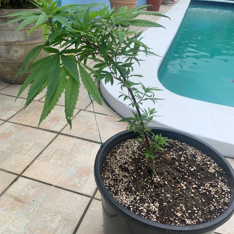 Bruce Marley #2 growlog timeline photo