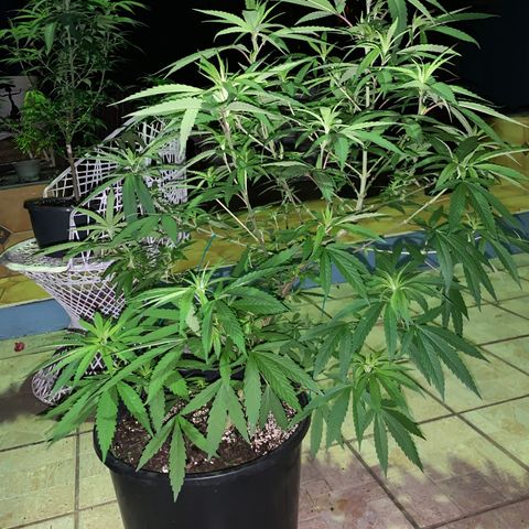 Bruce Marley #2 growlog timeline photo