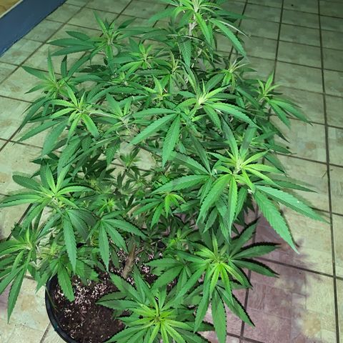 Bruce Marley #2 growlog timeline photo