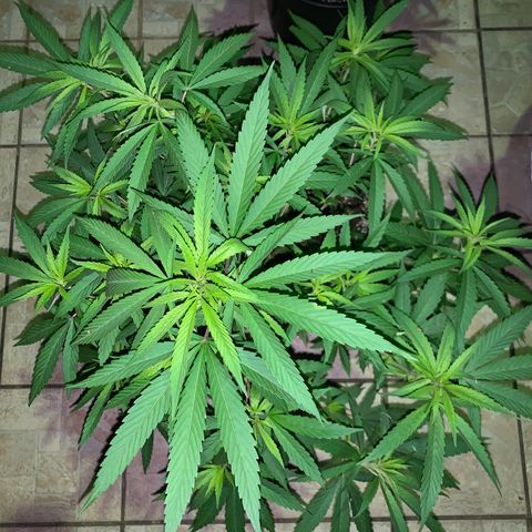 Bruce Marley #2 growlog timeline photo