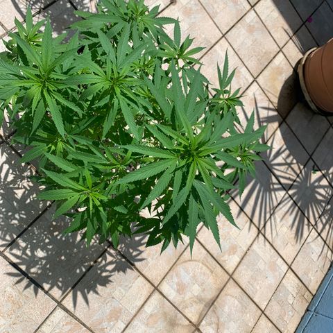 Bruce Marley #2 growlog photo: Waist height