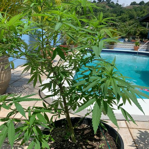 Bruce Marley #2 growlog photo: Waist height