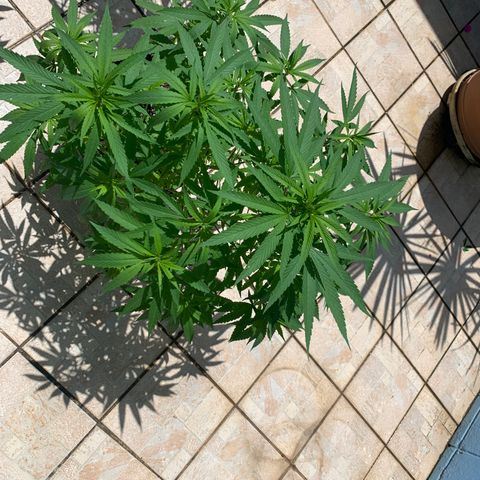 Bruce Marley #2 growlog photo: Waist height