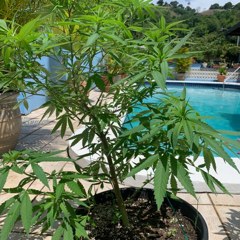 Bruce Marley #2 growlog timeline photo