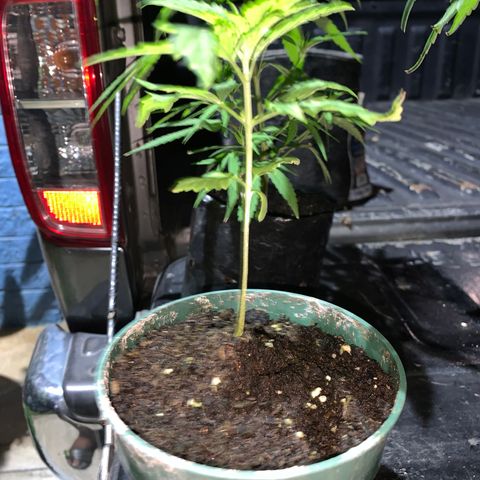 NO NAME growlog photo: Progress