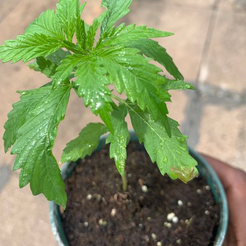 NO NAME growlog photo: Progress