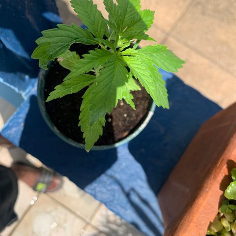 NO NAME growlog photo: Progress