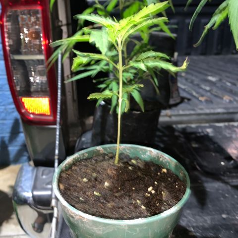 NO NAME growlog photo: Progress