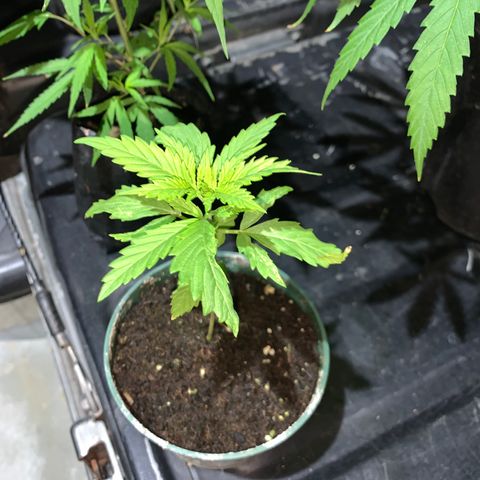 NO NAME growlog photo: Progress
